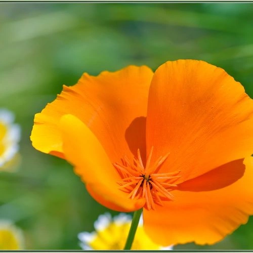 NervesAid™ California Poppy Flower Botanical Ingredient