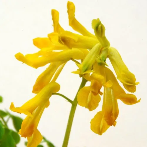 NervesAid™ Corydalis Lutea Botanical Ingredient